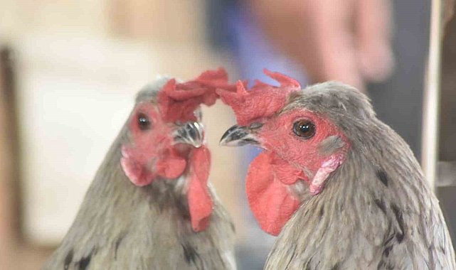 Görenler şaşırdı: Tavuk mu horoz mu