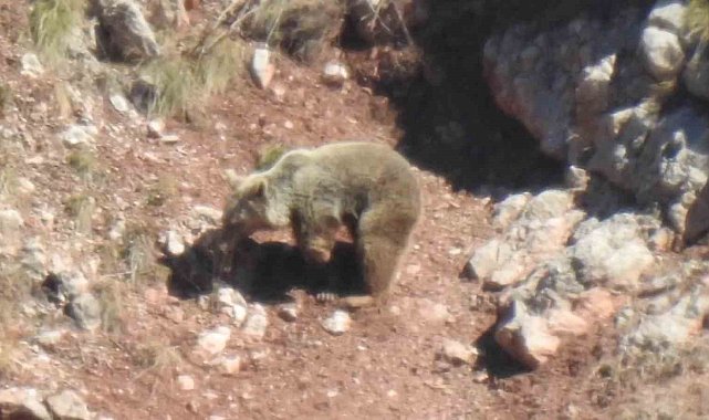 Gümüşhane'de sol ön ayağı kopmuş 'Topal Ayı' görüntülendi
