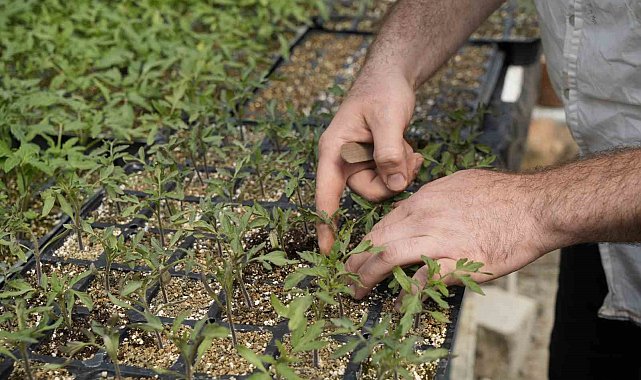 Gümüşhaneli ziraat mühendisi, 100 yıllık tohumlarla 'Osmanlı domatesi' fidesi üretiyor