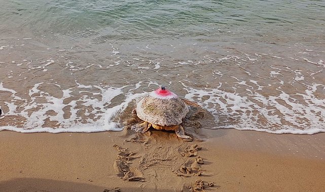 Güzel İzmir isimli caretta soluğu Mısır'da aldı