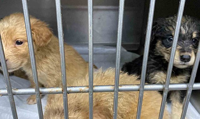 Hamile köpeği silahla vurdular, acı içinde yavrularını doğurdu