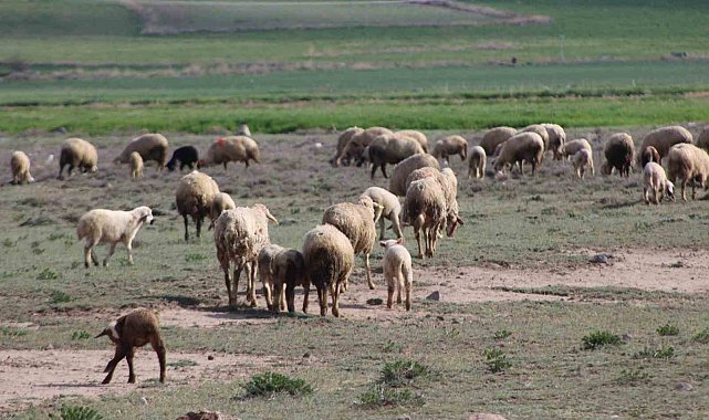 Havalar ısındı koyunlar meralara çıktı
