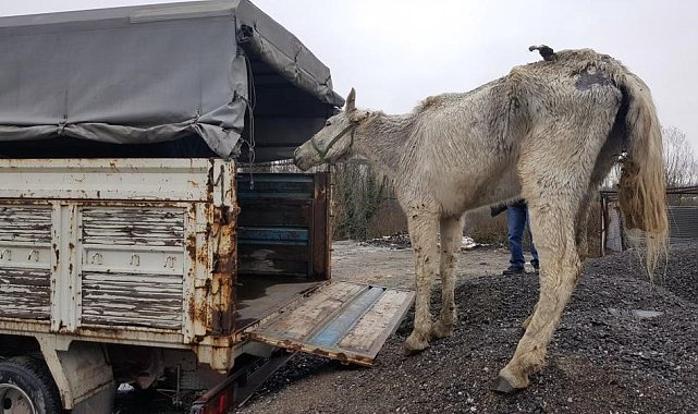 Hayvanlara kötü davranan ve kaçak avlanan 62 kişiye 788 bin TL ceza