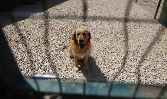 Hevesle alınıp bakımı zor gelince terk edilen cins köpekler yuva arıyor