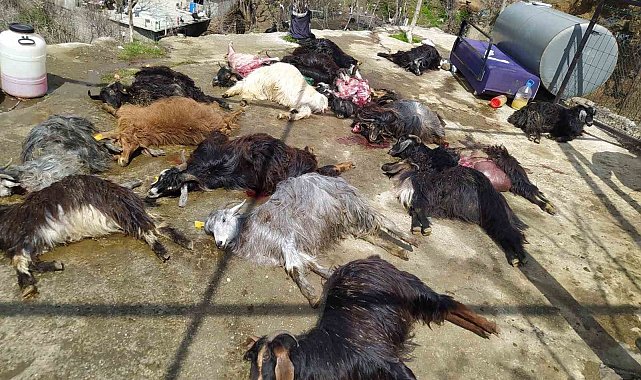 İlaçtan etkilenen 30 keçi telef odu