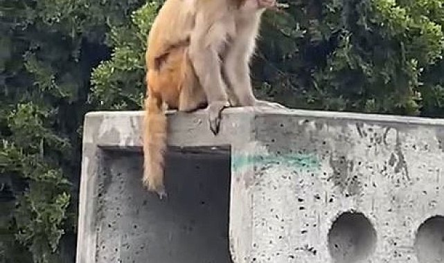 İstanbul'da firari maymun görenleri şaşkına çevirdi