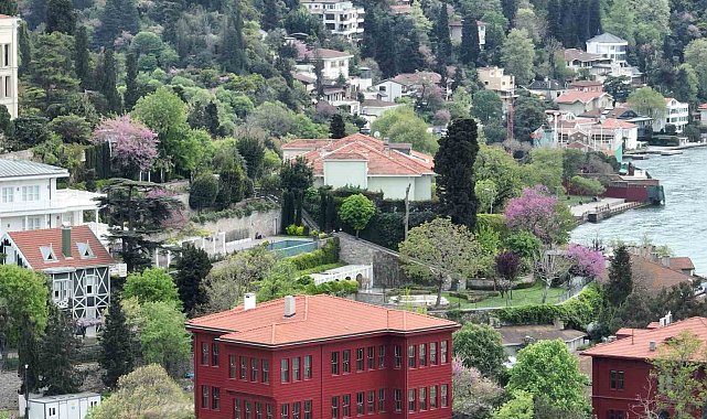 İstanbul'u erguvan ağaçları süsledi