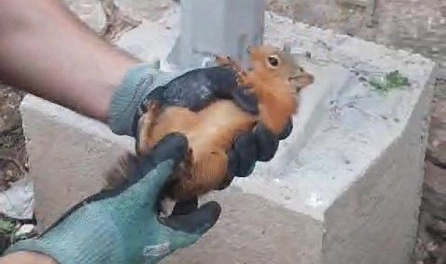 İtfaiyeden sincap kurtarma operasyonu