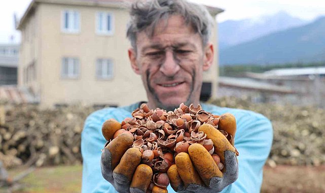 İthal edilen kömürü, onlarca denemenin ardından fındık kabuğundan üretti