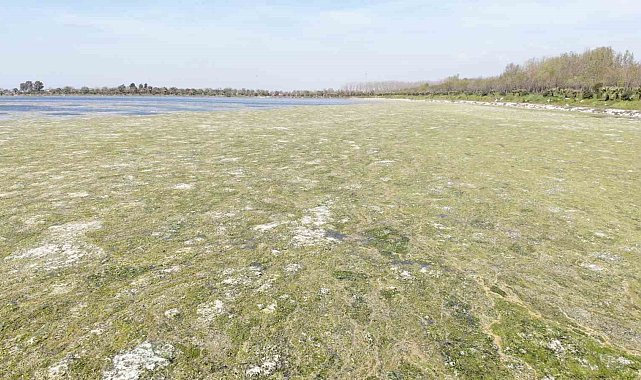 İzmir Çakalburnu Dalyanı'nda deniz marulu tehdidi