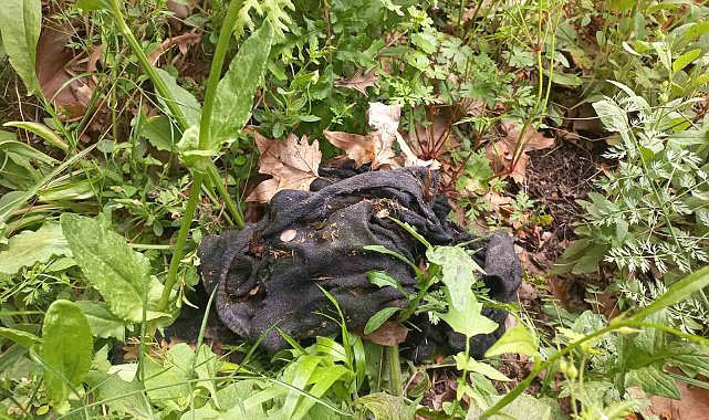 Kadavra köpekleri ormanda Korhan Berzeg'e ait iz arıyor