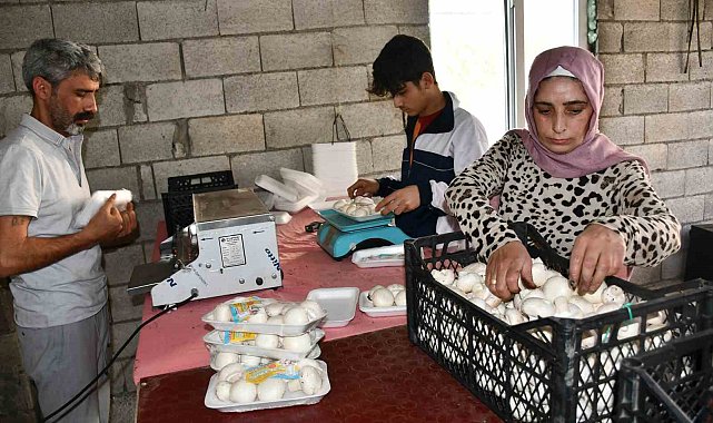 Kadın girişimci evinin önünde kurduğu serada mantar yetiştiriyor