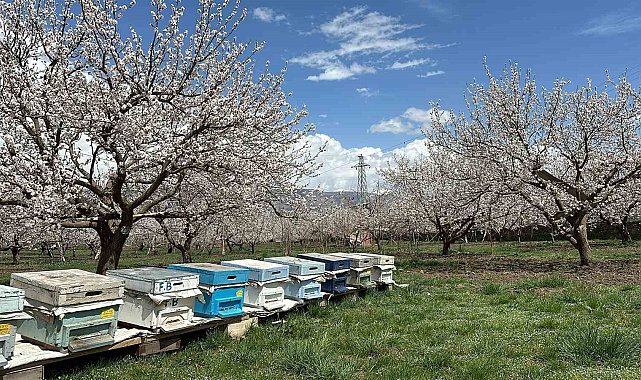 Kağızman'da kayısı ağaçları çiçek açtı