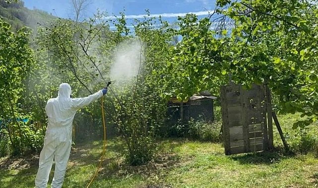 Kahverengi kokarca, fındık rekoltesini tehdit ediyor