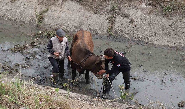 Kanala düşen tosunu itfaiye kurtardı