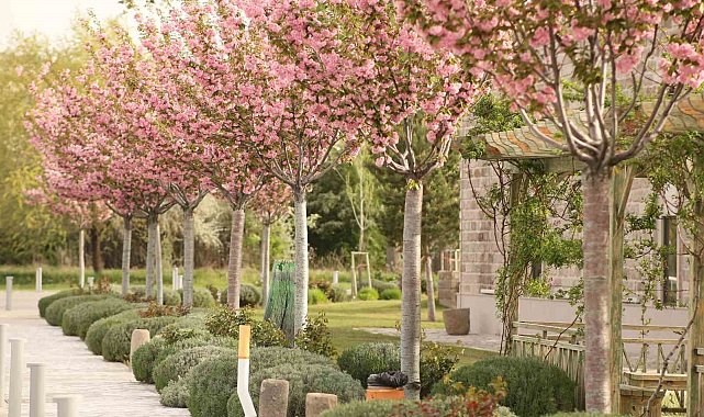 Kapadokya'daki Sakuralar görsel şölen oluşturdu