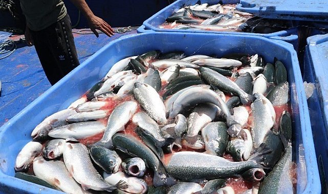 Karadeniz Somonu ihracatına 'Göl somonu' darbesi