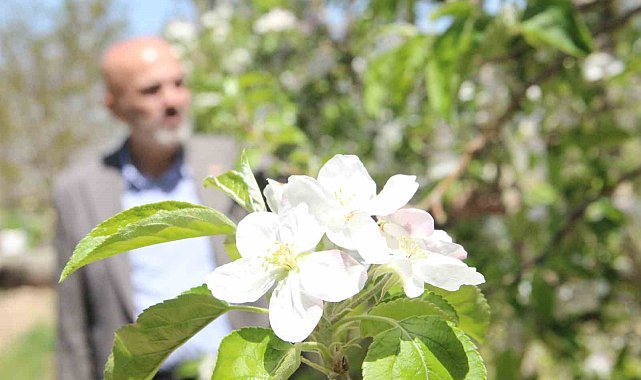 Karaman'da 15 milyon elma ağacı aynı anda çiçek açtı