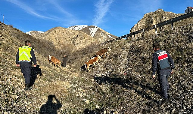 Kayıp 4 büyükbaş hayvanı jandarma drone ile buldu
