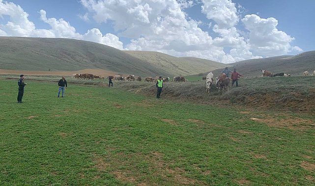 Kayıp büyükbaş hayvanlar drone ile bulundu