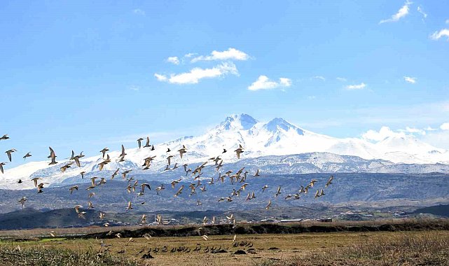 Kayseri'nin doğal kuş cenneti baharı müjdeliyor