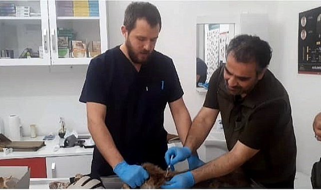 Kazdağları Milli Parklar Şefliği baygın bulunan tilki için seferber oldu
