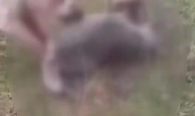 Kemah'ta kurdu iki köpeğe boğdurup leşini yakan kişi gözaltına alındı