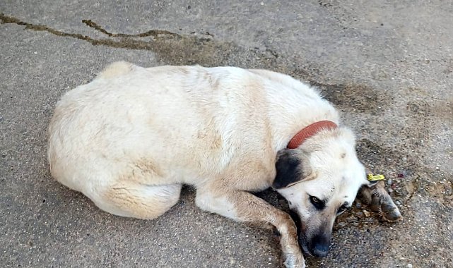 Keşan'da bir evin bahçesindeki 2 köpek zehirlendi