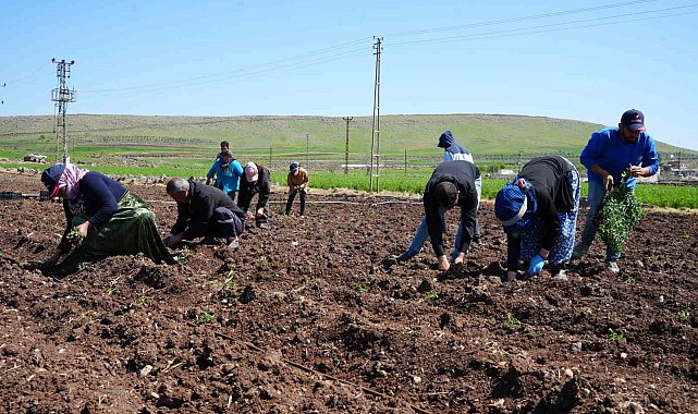 Kilis'te çiftçilerin zorlu mesaisi Ramazan'da da devam ediyor