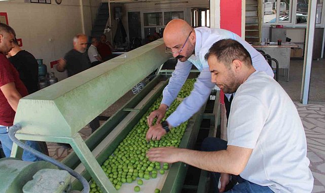 Kilosu 50 ile 350 TL arasında: Mersin'de açıkta erik hasadı başladı