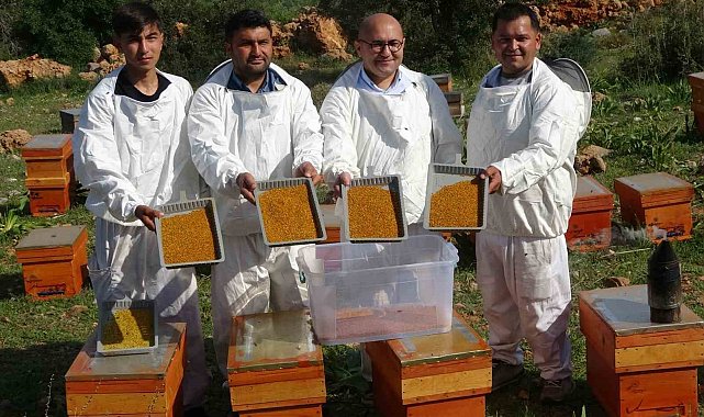 Kilosu bin TL: Sağlık açısında altın değerindeki polende hasat başladı