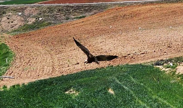Kırıkkale&#039;de ortaya çıktı, &quot;dron&quot; ile görüntülendi: Kızıl tuygun çiftçilerin dostu oldu