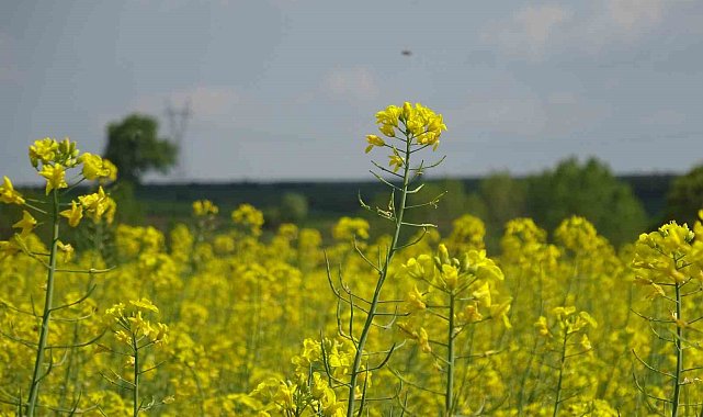 Kırklareli'nde çiçek açan kanola bitkisi tarlaları sarıya boyadı