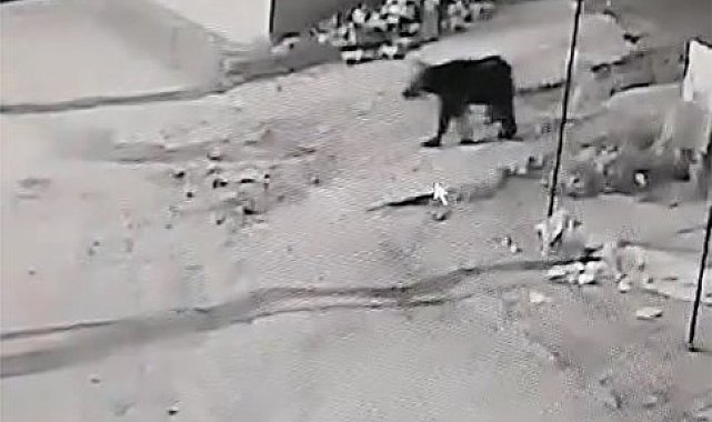 Kış uykusundan uyanan ayı köye indi