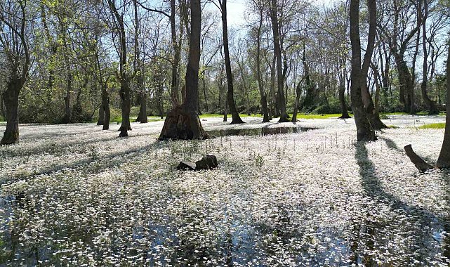 Kızılırmak Deltası'nda bahar güzelliği