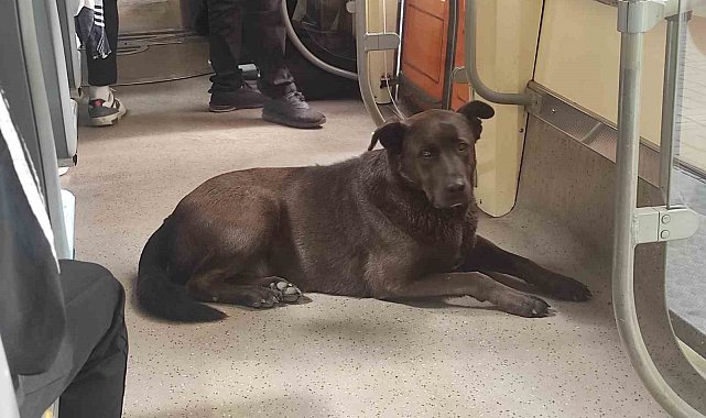 Köpeğin tramvayla seyahati ilgi çekti