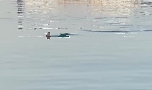 Köpek balığını görüntüleyen amatör balıkçının yaşadığı heyecan kameraya yansıdı