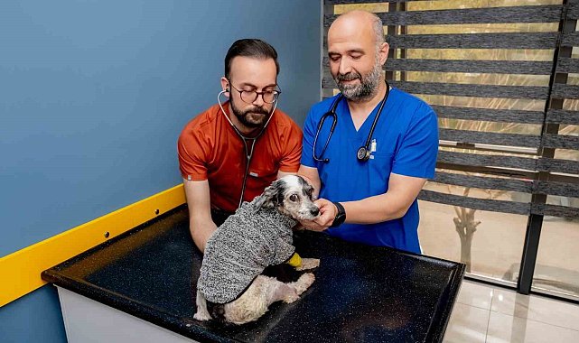 Köpek Max, ameliyatla hayata tutundu