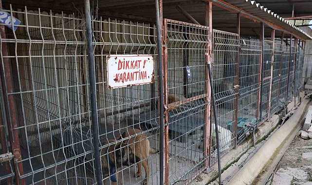 Kuduz vakasının görüldüğü bölgeden toplanan 12 köpeğin barınaktaki tedavi süreci devam ediyor