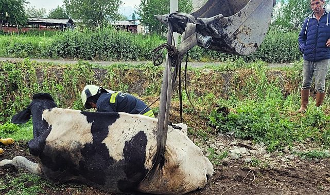 Kurutma kanalına düşen ineği itfaiye kurtardı