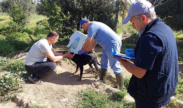 Kuyucak'ta kedi ve köpeklere kuduz aşısı yapıldı