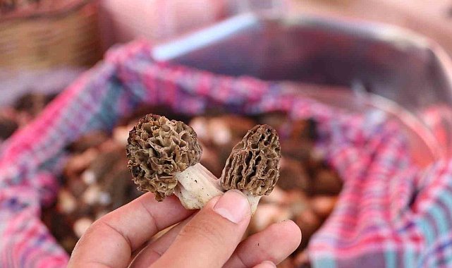 Kuzugöbeği Mantarı 1500 TL'den satıldı