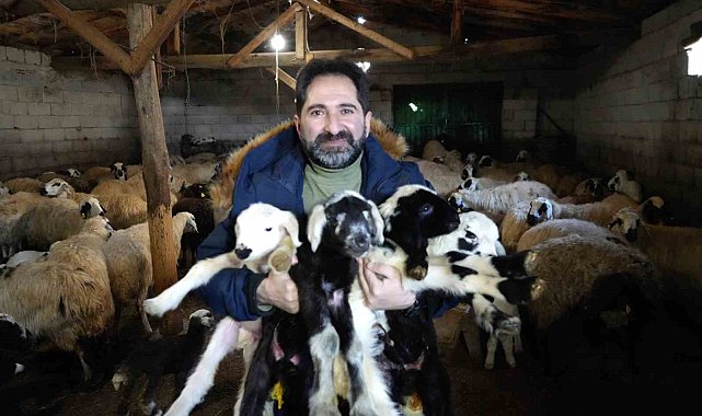 Mağduriyet yaşamamak için kuzu ve oğlakların küpelerini ve aşılarını mutlaka yaptırın