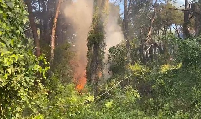 Manavgat'ta çamlık alanda yangın