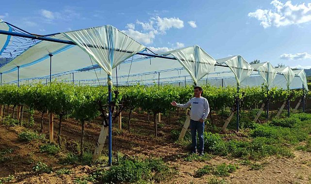 Manisa'nın dünyaca ünlü üzüm bağları örtüyle koruma altına alınıyor