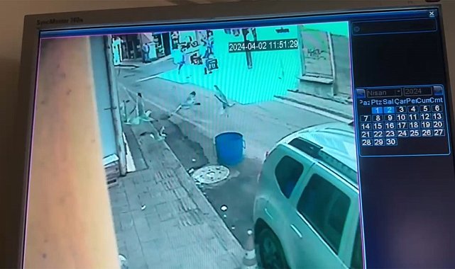 Martılardan balıkçı tezgahına saldırı: 1 kilo balığı yediler