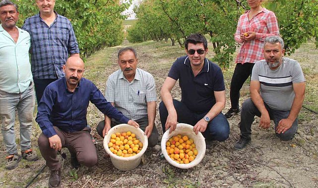 Mersin'de açık alanda kayısı hasadı başladı