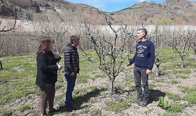 Meyve bahçelerinde hastalık ve zararlılara dikkat