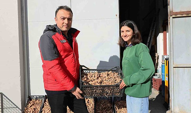 Muğla'da Zerdeçal ve Zencefil üretimine büyük ilgi