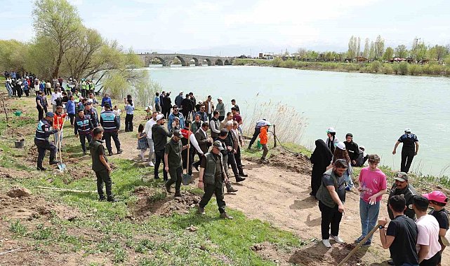 Muş'ta 270 çam ağacı toprakla buluşturuldu